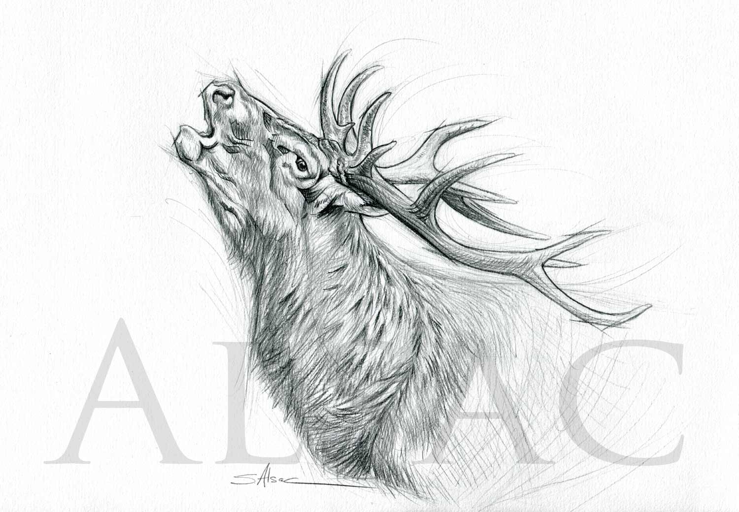 1500x1040 Roaring Deer Illustration Drawing - Deer Drawing Pics