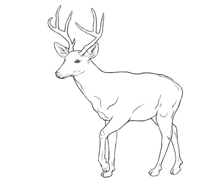 736x588 Deer Drawing Line For Free Download - Deer Drawing Pics