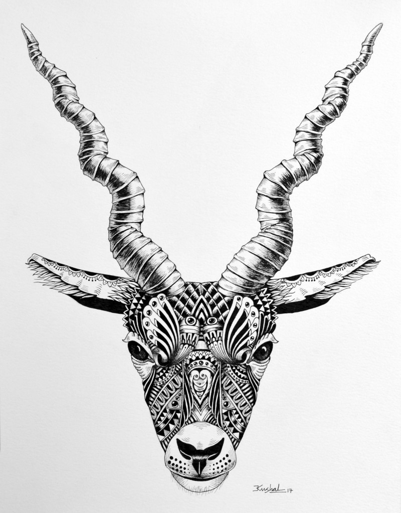 800x1023 Deer - Deer Drawing Pics