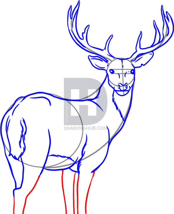 586x720 How To Draw A Deer, Step - Deer Drawing Step By Step
