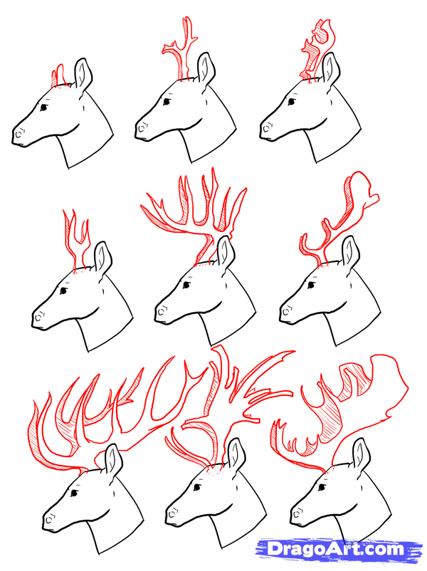 600x802 How To Draw Deer, Drawing Deer, Step - Deer Drawing Step By Step