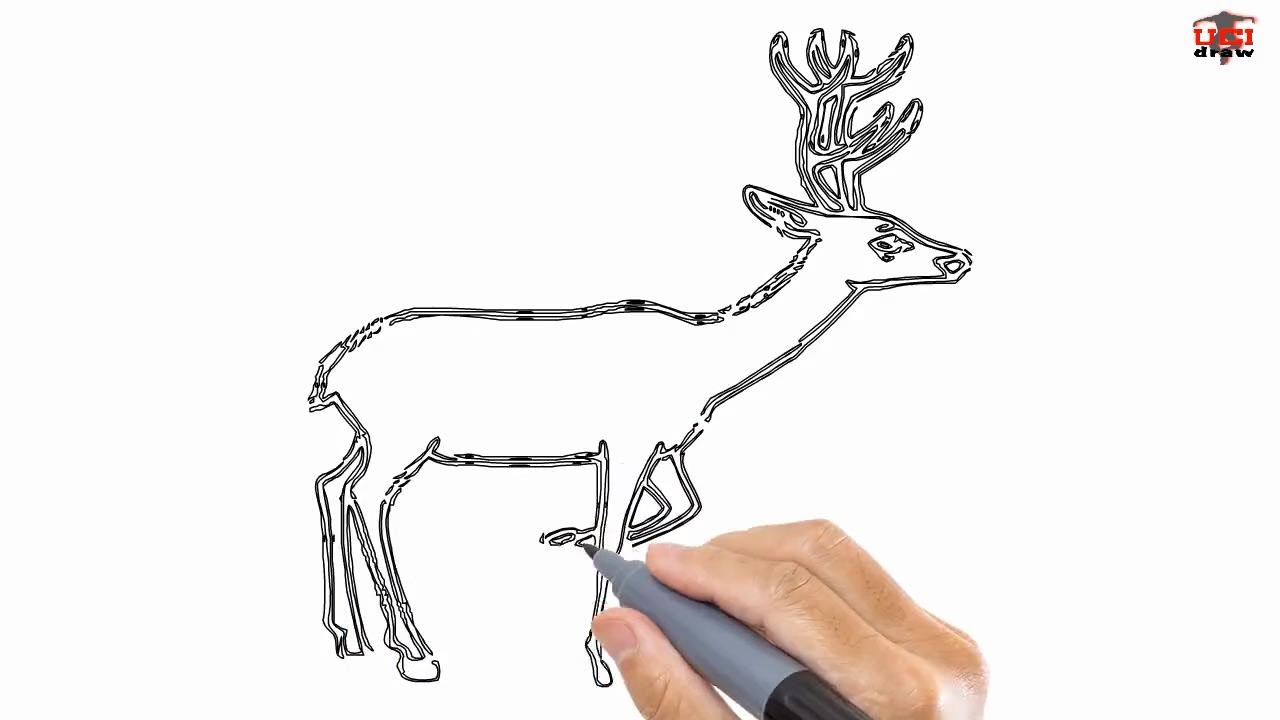 1280x720 How To Draw A Deer Easy Drawing Step - Deer Drawing Step By Step