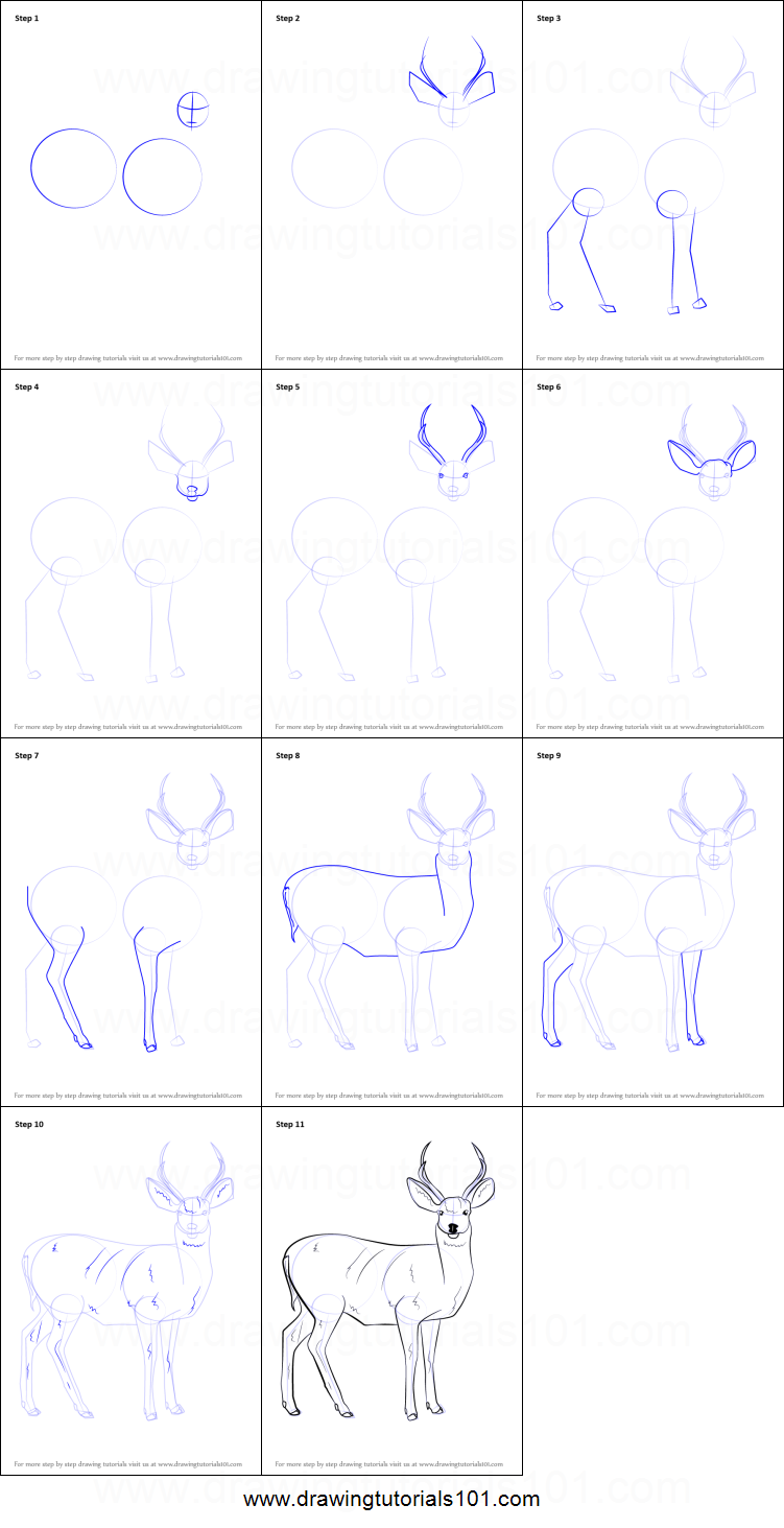 751x1463 How To Draw A Mule Deer Printable Step - Deer Drawing Step By Step