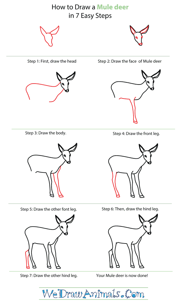 600x1000 How To Draw A Mule Deer - Deer Drawing Step By Step