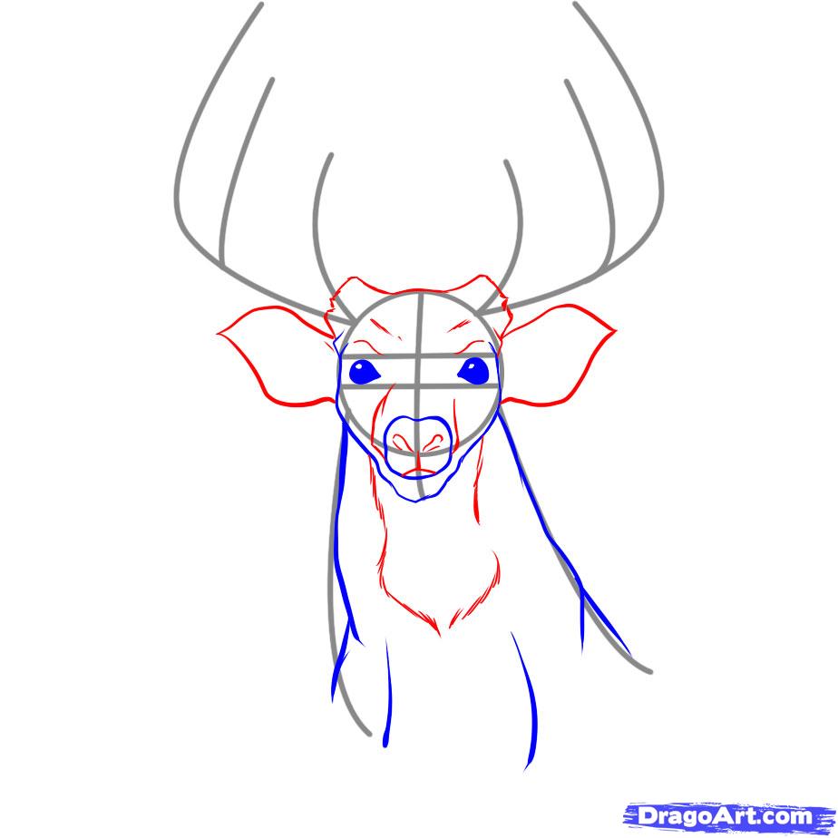 924x924 How To Draw A Realistic Deer, Draw Real Deer, Step - Deer Drawing Step By Step
