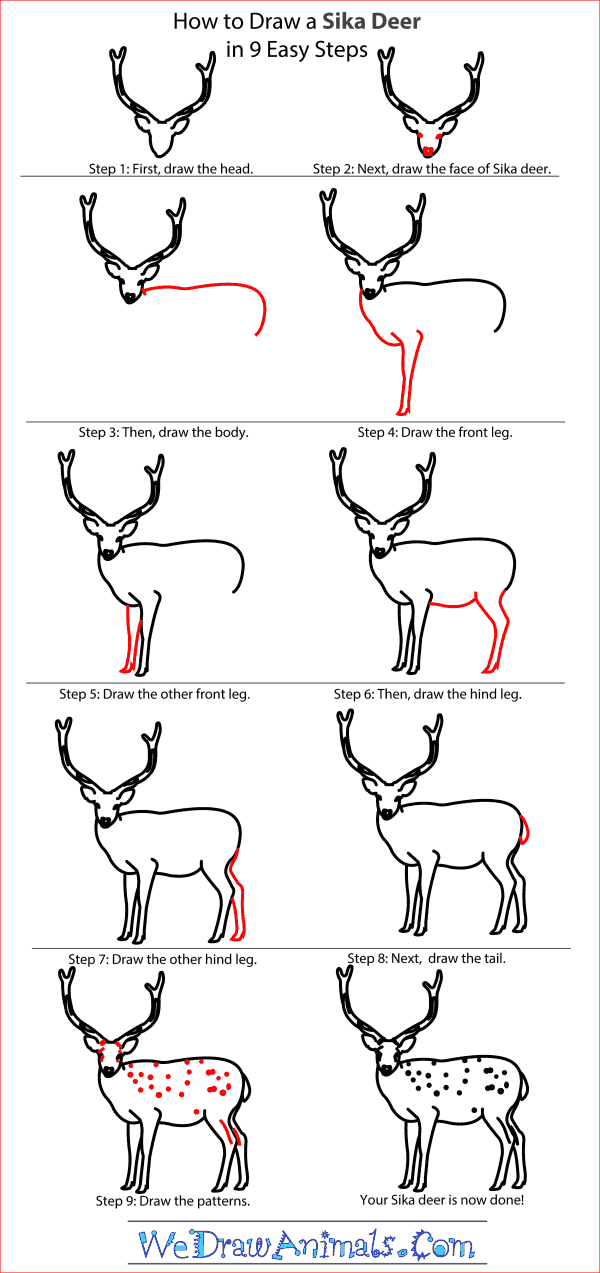 600x1273 How To Draw A Sika Deer - Deer Drawing Step By Step