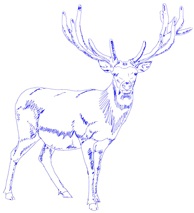 400x439 How To Draw A Deer - Deer Drawing Step By Step