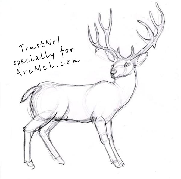 601x596 How To Draw A Deer Step - Deer Drawing Step By Step