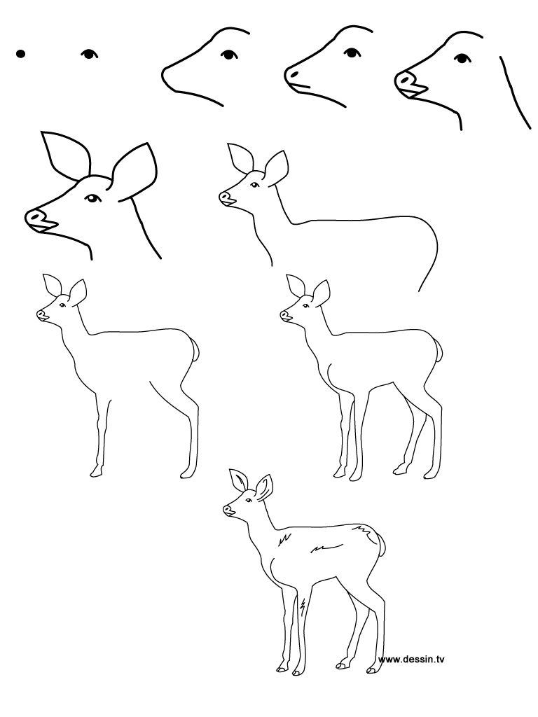 768x1024 How To Draw Baby Animals Step - Deer Drawing Step By Step