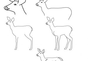 300x210 Deer Drawing Step - Deer Drawing Step By Step