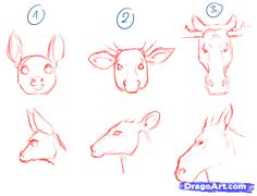 Deer Drawing Tutorial