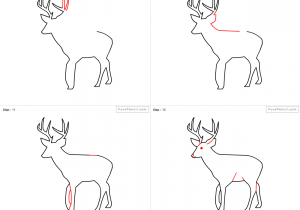 300x210 Deer Drawing Step - Deer Drawing Tutorial