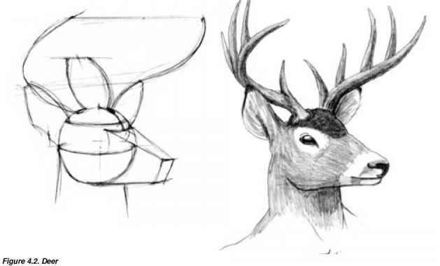 629x381 Deer Head Drawings - Deer Drawing Tutorial