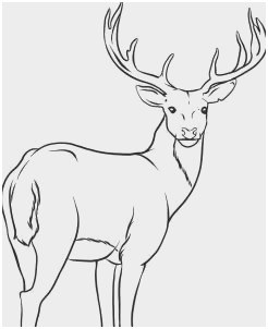 246x302 Forest Drawing Tutorial Pleasant How To Draw A Deer Step - Deer Drawing Tutorial