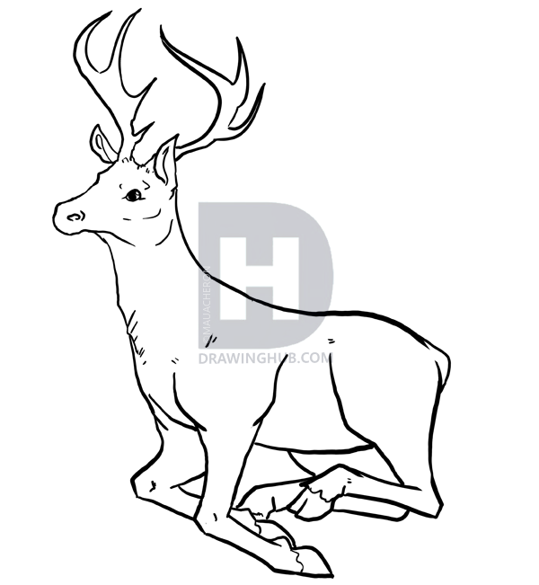 600x651 How To Draw Deer, Drawing Deer, Step - Deer Drawing Tutorial