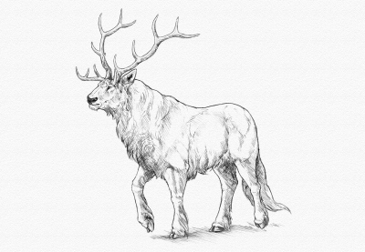 400x277 How To Draw A Deer Step - Deer Drawing Tutorial