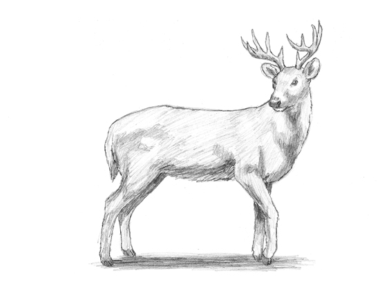 550x425 How To Draw A White Tailed Deer - Deer Drawing Tutorial