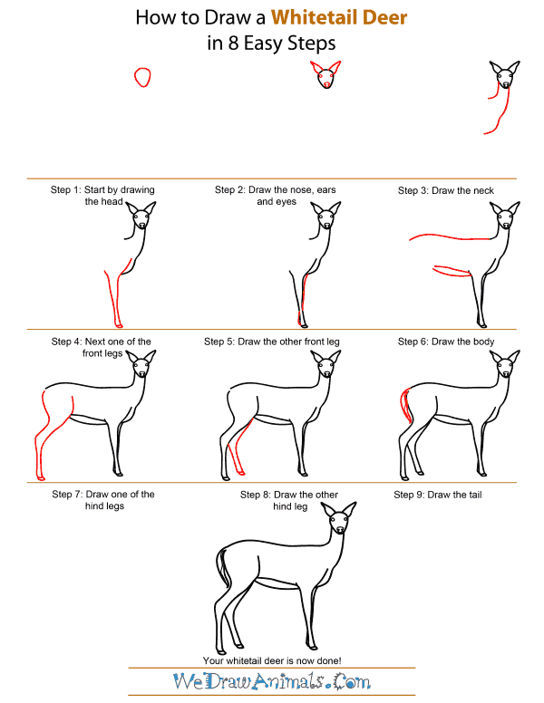 600x776 How To Draw A Whitetail Deer - Deer Drawing Tutorial