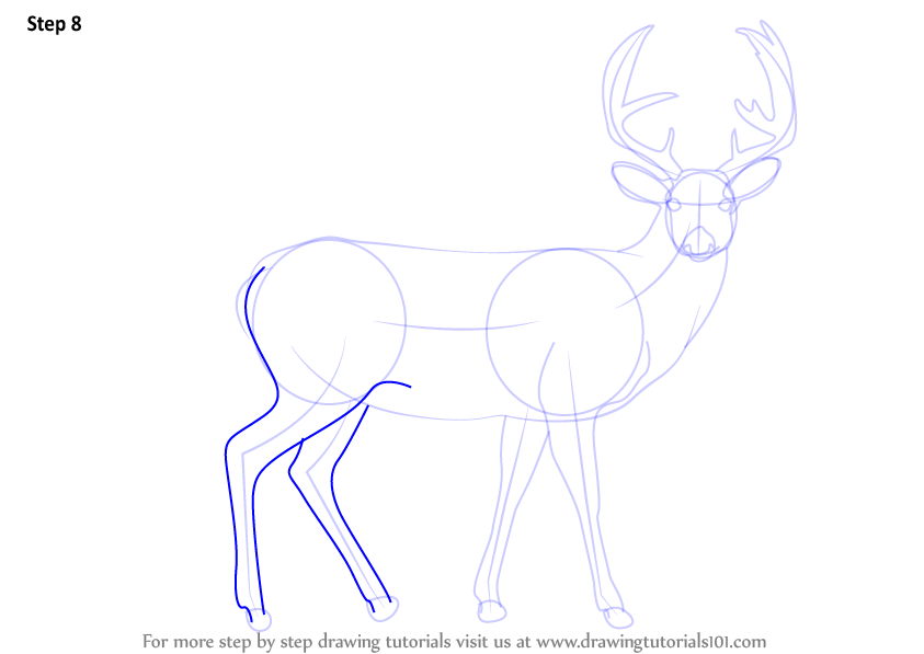 843x597 Learn How To Draw A Buck Deer - Deer Drawing Tutorial