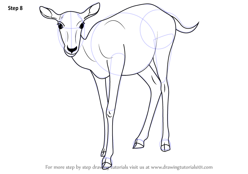 844x594 Learn How To Draw A Deer - Deer Drawing Tutorial