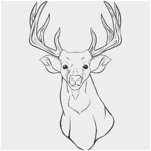 302x302 Realistic Coloring Tutorial Pleasant How To Draw A Realistic Deer - Deer Drawing Tutorial