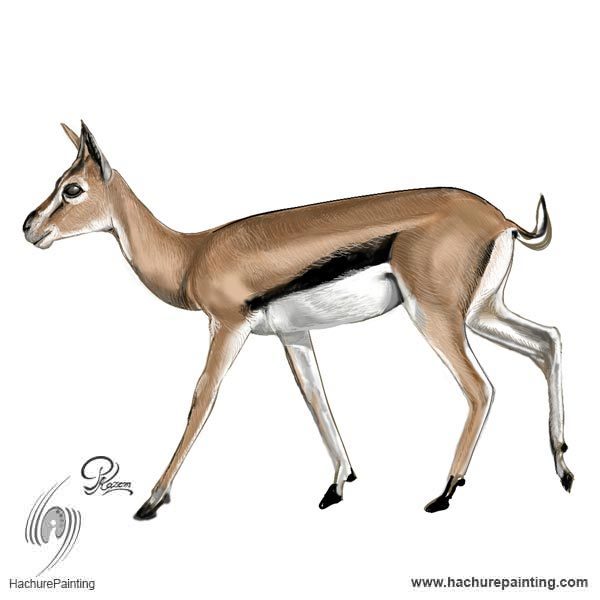 600x600 Thomson's Gazelle, Drawing From The Side View Tutorial - Deer Drawing Tutorial