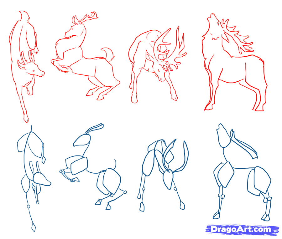 900x764 Steps - Deer Drawing Tutorial