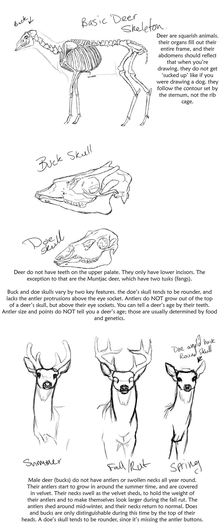900x2160 Basic Deer Anatomy Tutorial - Deer Drawing Tutorial