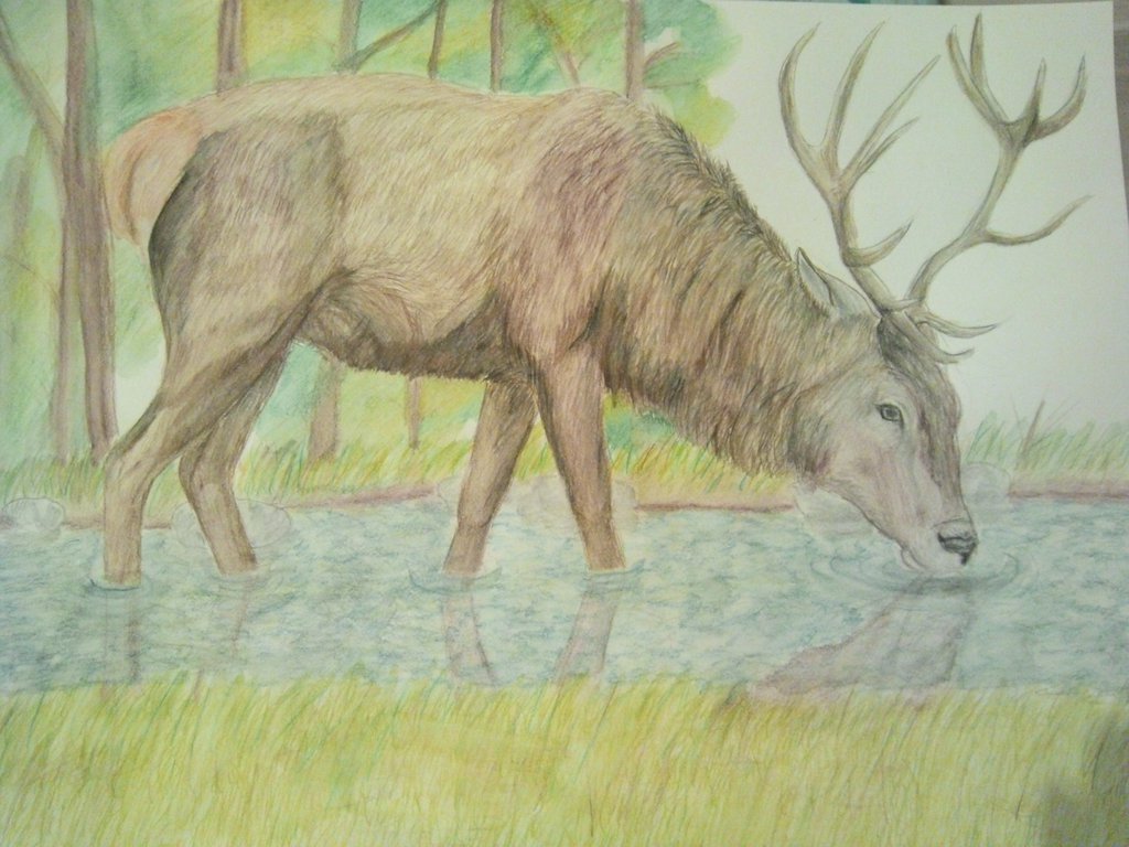 1024x768 deer drinking water drawing - Deer Drinking Water Drawing