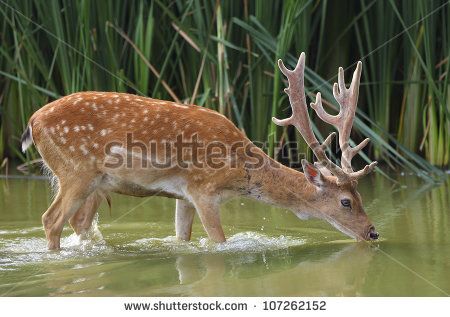 450x317 deer drinking water from stream water deer stock photos, images - Deer Drinking Water Drawing