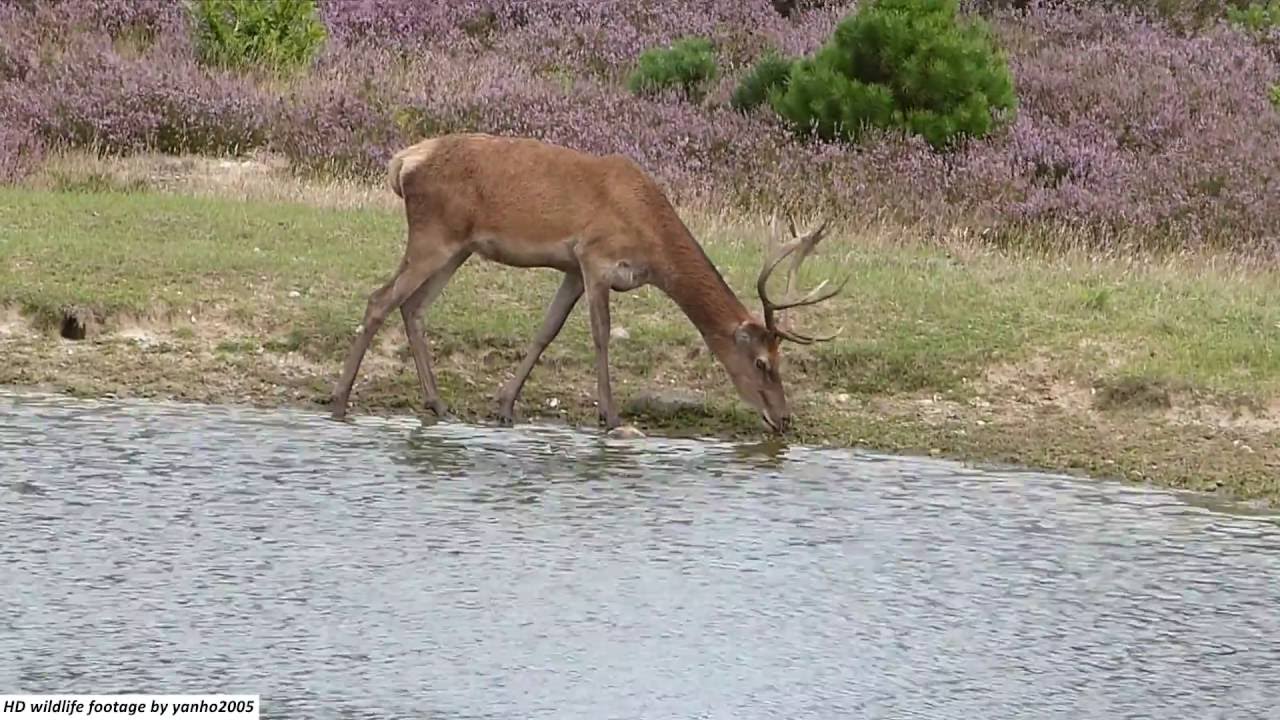 1280x720 deer drinking from river - Deer Drinking Water Drawing