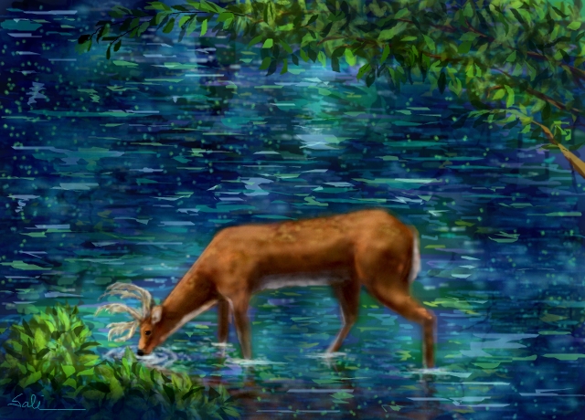 640x460 Deer - Deer Drinking Water Drawing
