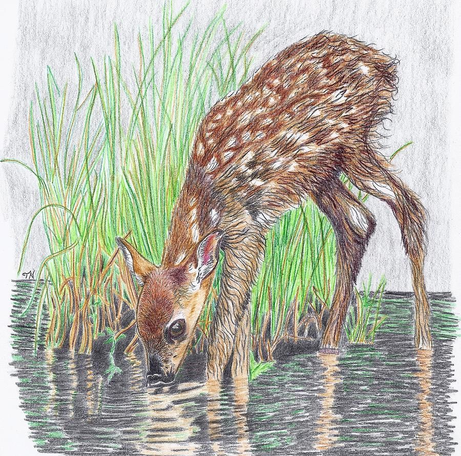 Deer Drinking Water Drawing at Explore collection