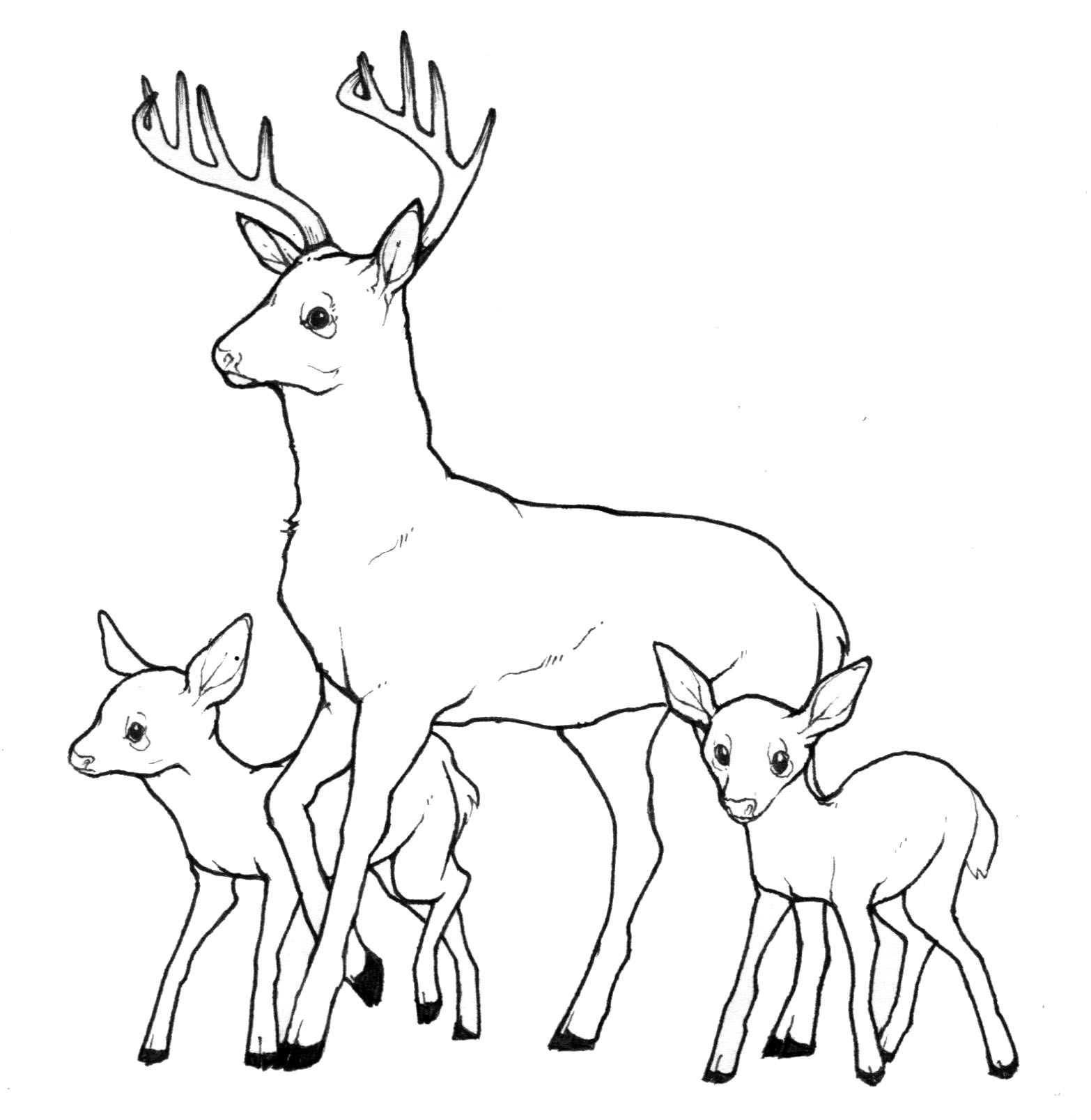 1566x1607 New - Deer Drinking Water Drawing