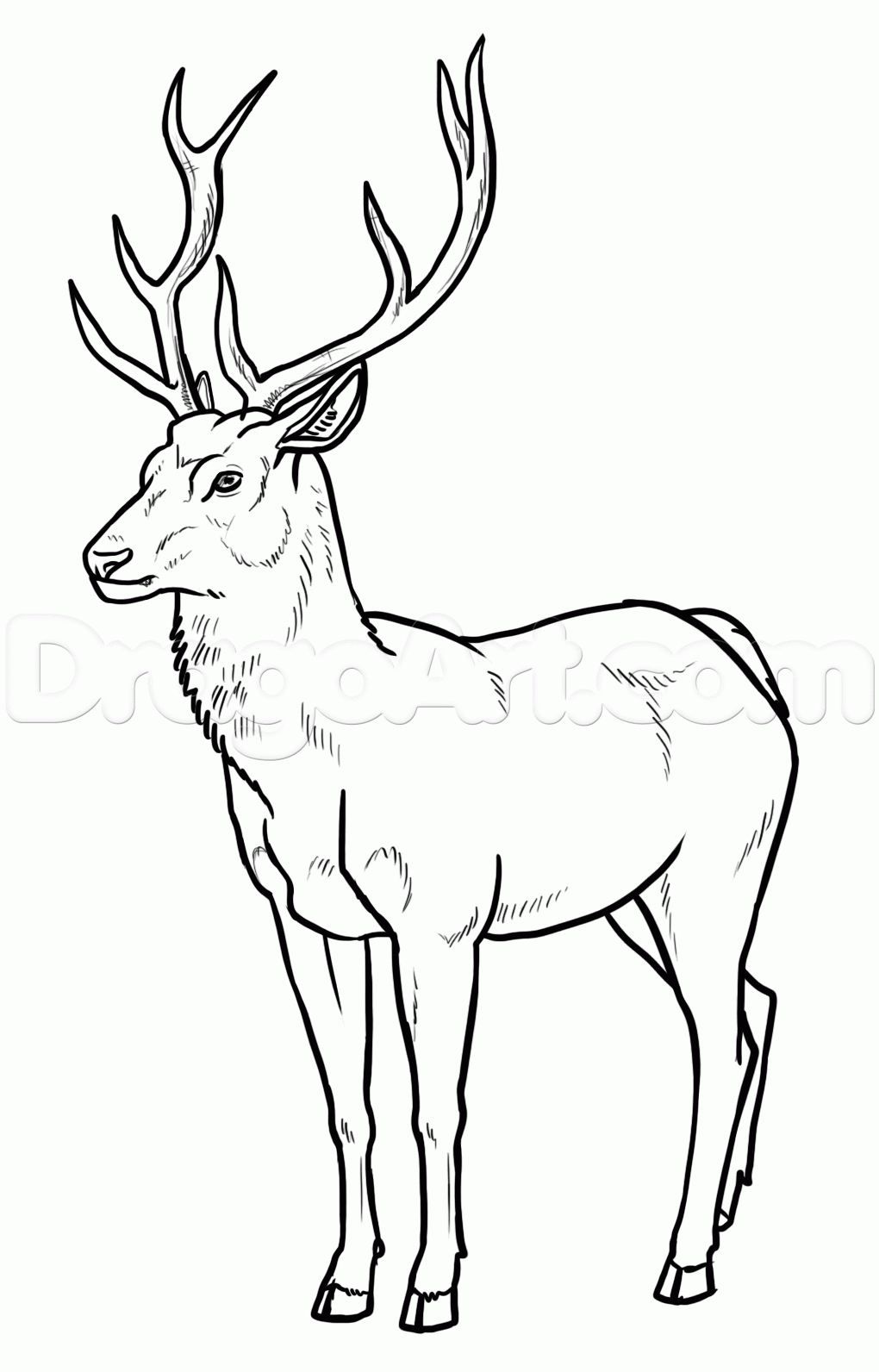 1020x1592 Pencil Drawings Of Elk - Deer Drinking Water Drawing