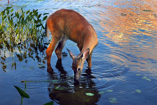 600x400 a deer drinking water wordpress - Deer Drinking Water Drawing