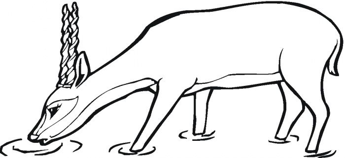 700x322 deer drinking water coloring pages the coloring pages painting - Deer Drinking Water Drawing