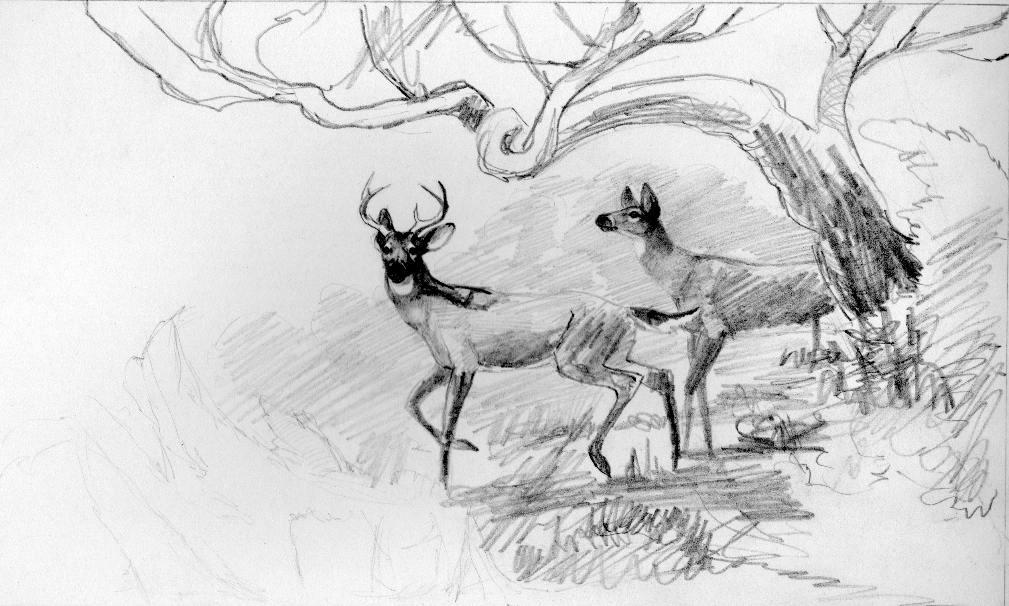 3481x2092 an illustration of the abilities of monte's remarkable brain - Deer Drinking Water Drawing