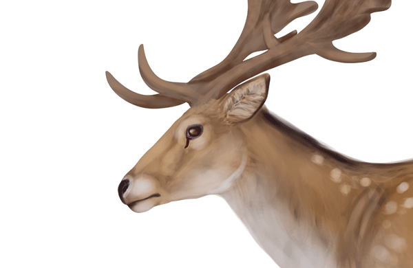 600x390 How To Draw Animals Deer - Deer Eyes Drawing