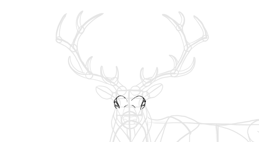 850x467 How To Draw A Deer Step - Deer Eyes Drawing