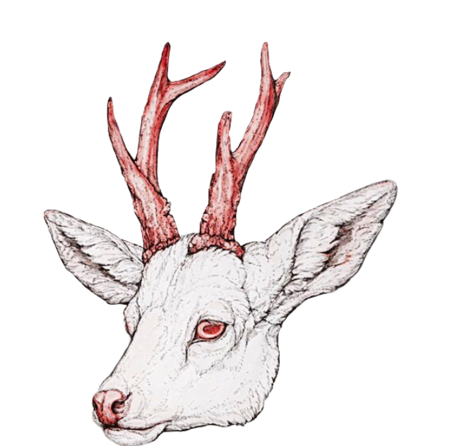 640x632 Albino Deer Fawn Head Antlers Red Eyes White Animal Sti - Deer Eyes Drawing