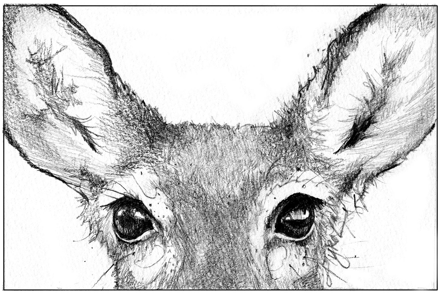 Deer Eyes Drawing at Explore collection of Deer