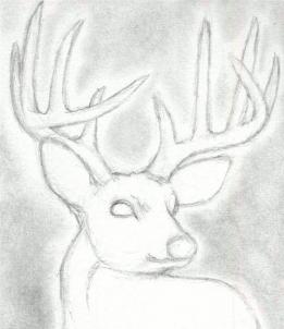 261x302 drawing printout how to draw a deer head, buck, dear head - Deer Face Drawing