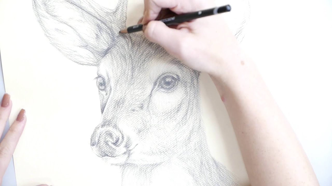1280x720 How To Make A Pencil Drawing Of A Deer - Deer Face Drawing