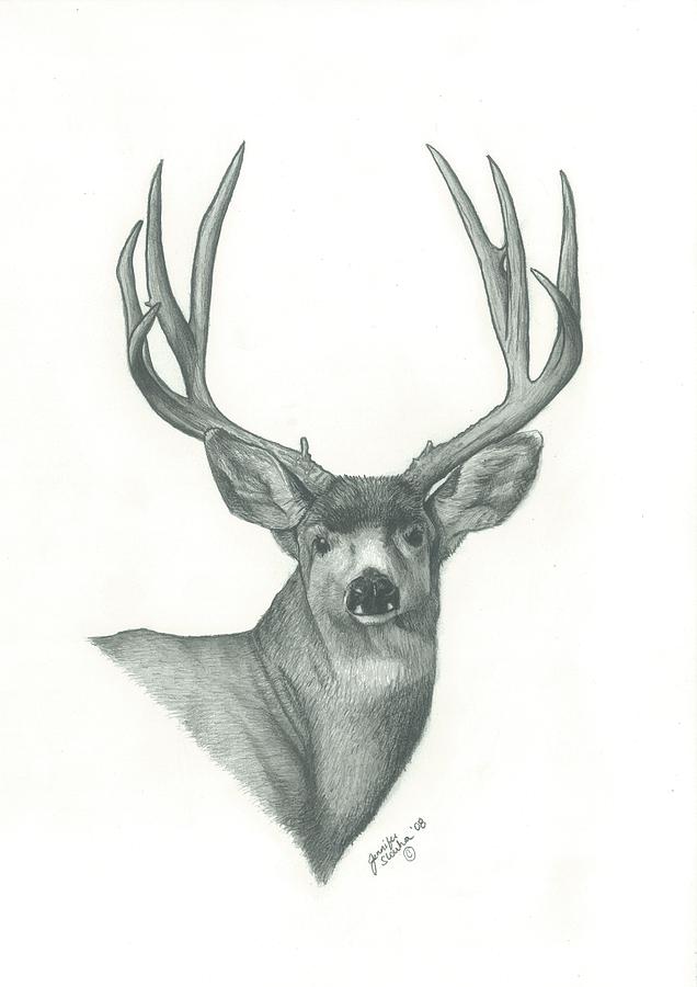 636x900 Mule Deer Drawing - Deer Face Drawing