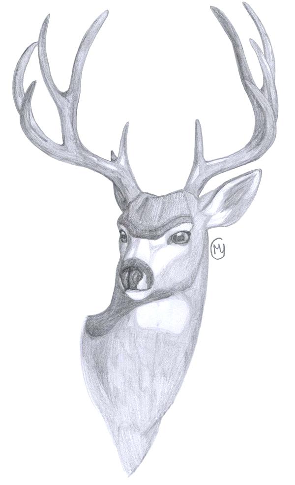 Deer Face Drawing at PaintingValley.com | Explore collection of Deer ...