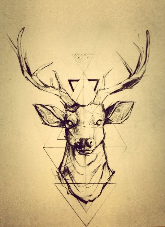 533x733 Deer Face Drawing - Deer Face Drawing