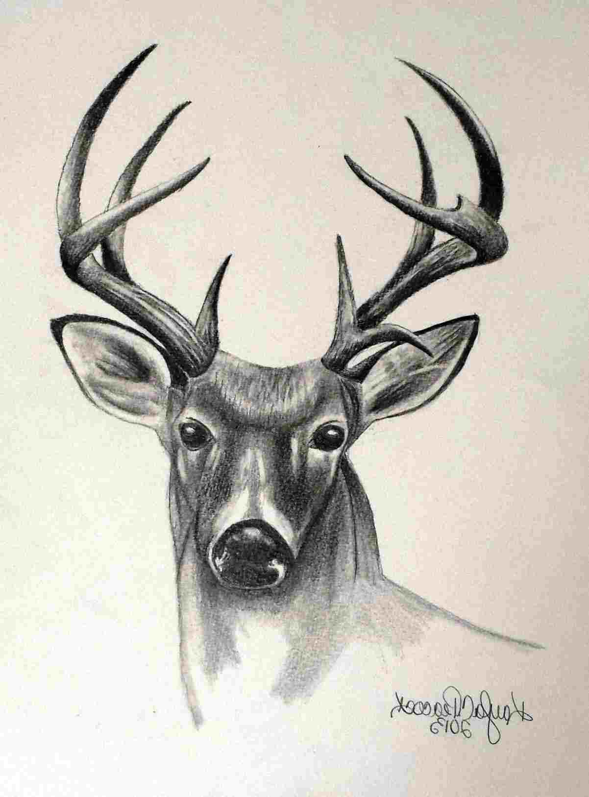 Deer Face Drawing at Explore collection of Deer