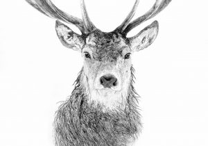 300x210 deer face pencil drawing stag head sketch deer face pencil sketch - Deer Face Drawing