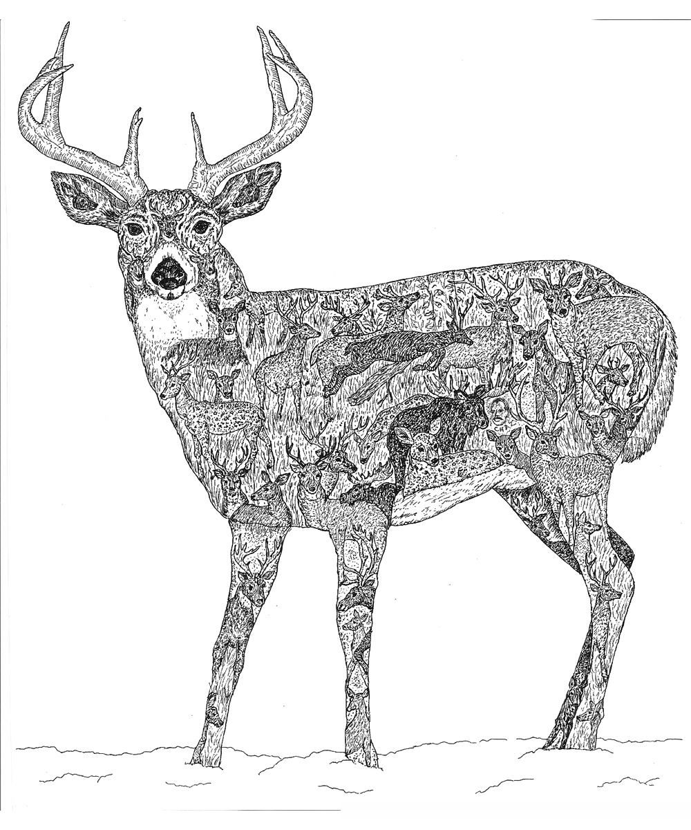 1000x1200 Deer Members Of The Deer Family This X Ink Drawing - Deer Family Drawing